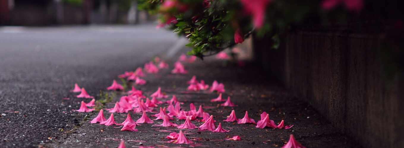 flowers, pink, asphalt, blurring