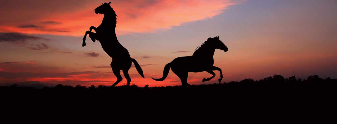black, sunset, horses, shadow, a shadow