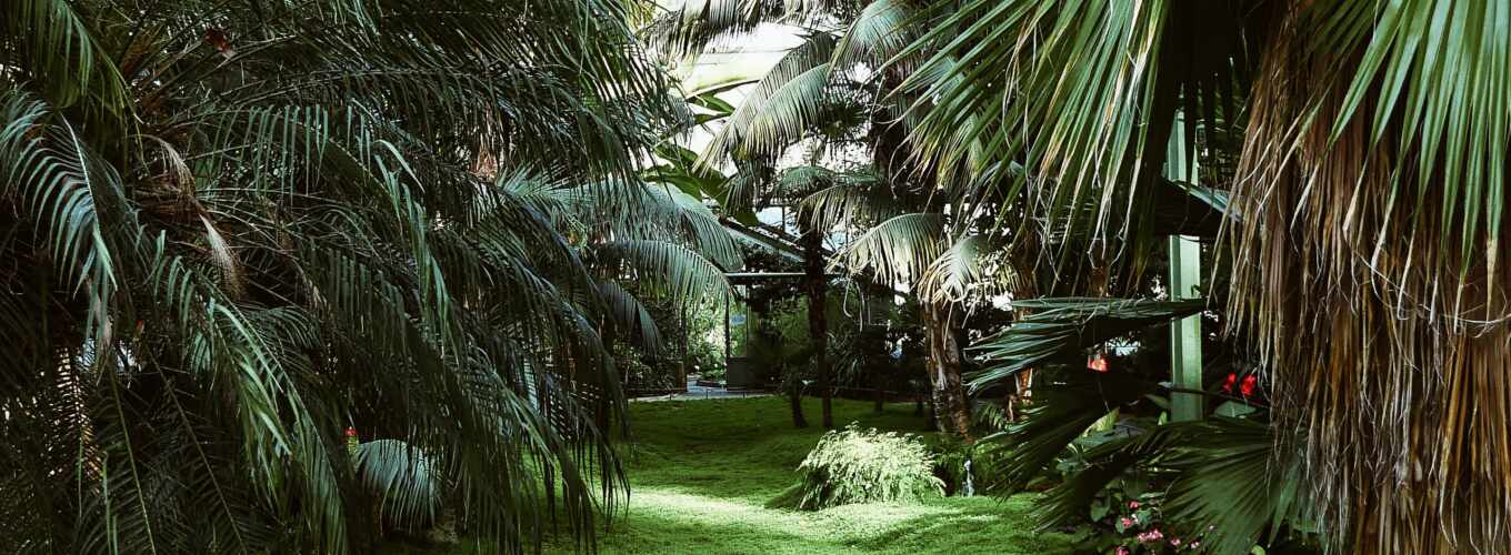зелёный, растение, palm, парниковый, pinterestgreenhouse