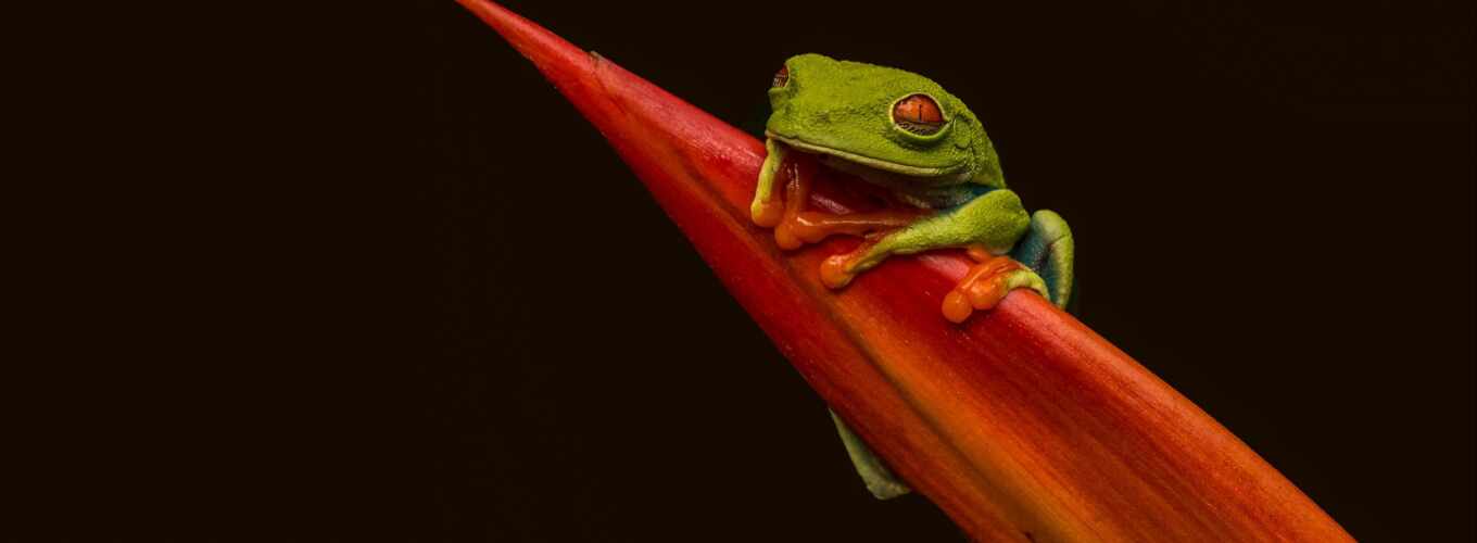 ipad, eye, red, tree, green, frog, animal, id, amphibia, redefined triple frog