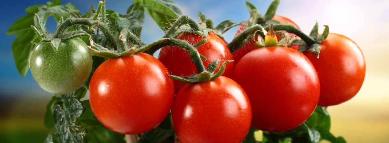 помидоры, производить, томаты