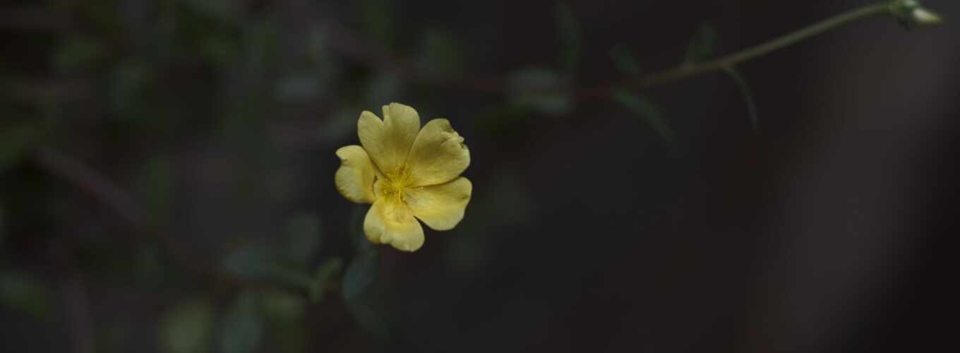 цветочек, желтенький, shreedhar, inamdar, flickrmalenkii