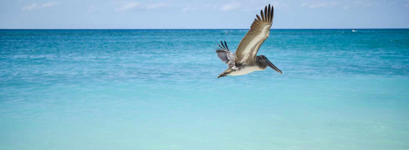 free, со, water, море, photos, images, stock, ocean, птица, flying, pelican