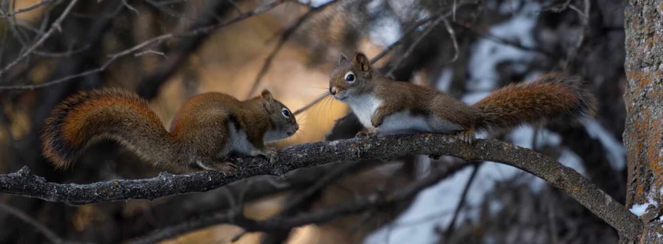 free, gray, snow, one, squirrels, to collect, high - quality, protein, fonwall