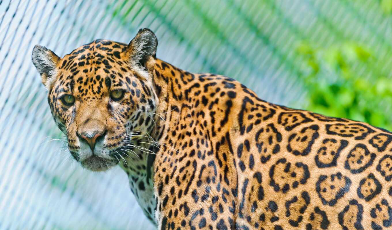 jaguar, background, per, vista, gli, scaricare, giaguaro, bojafauss
