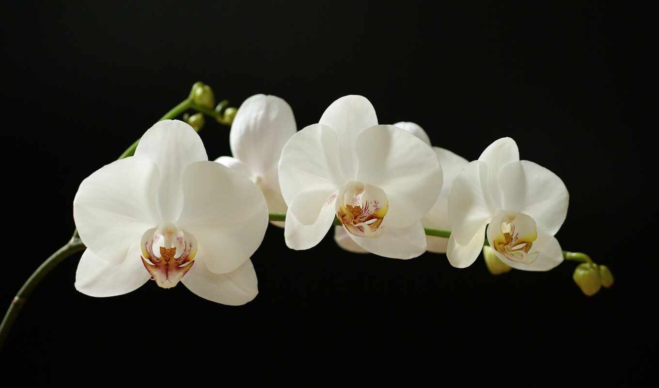 black, цветы, white, белая, орхидея, орхидеи, доставка, фаленопсис, комнатные, растения