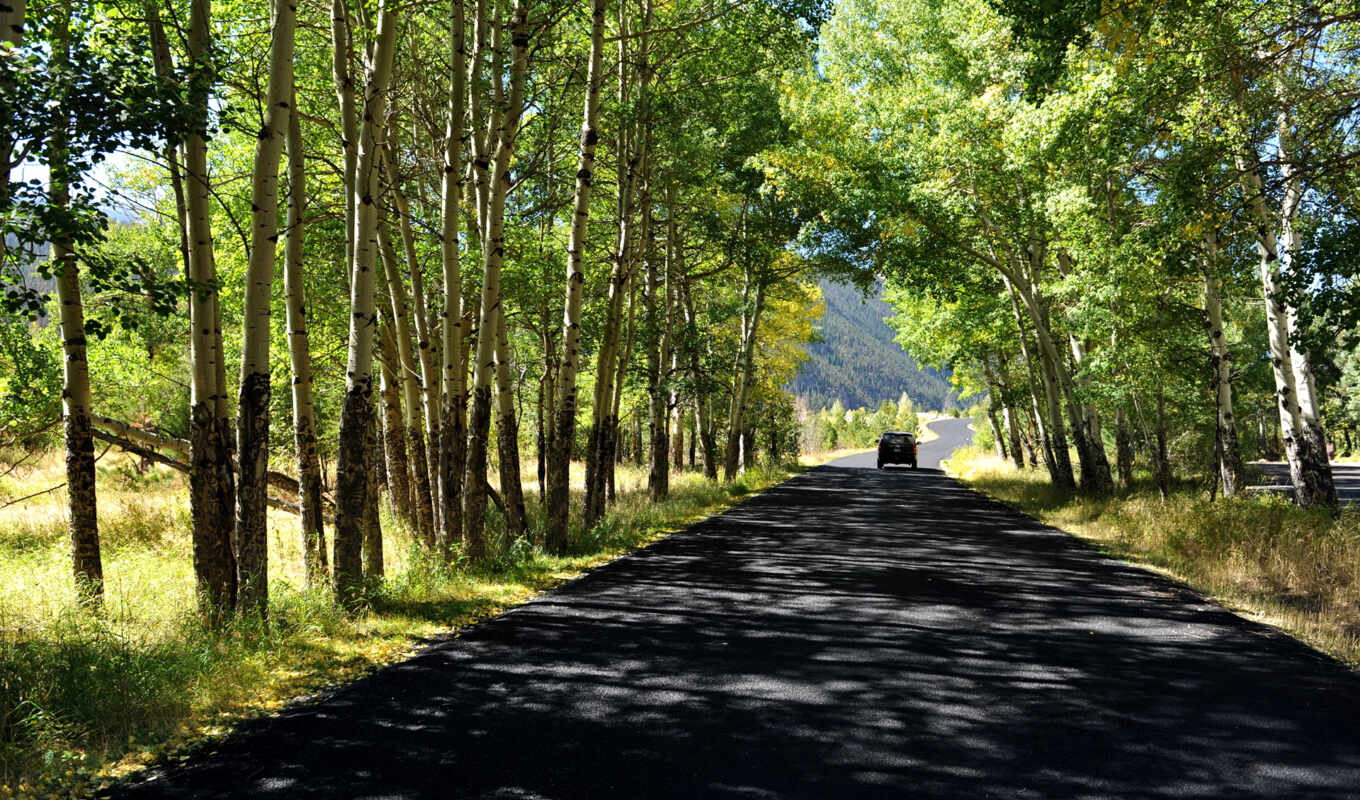 nature, summer, forest, road, trees