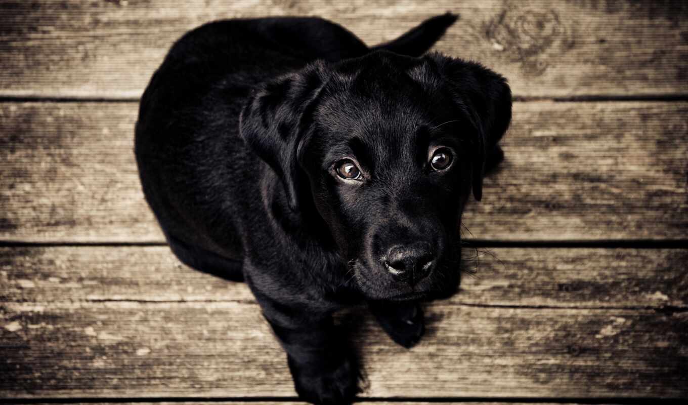 собака, щенок, который, con, sueño, старый, perro, новосибирск, soñar, negros
