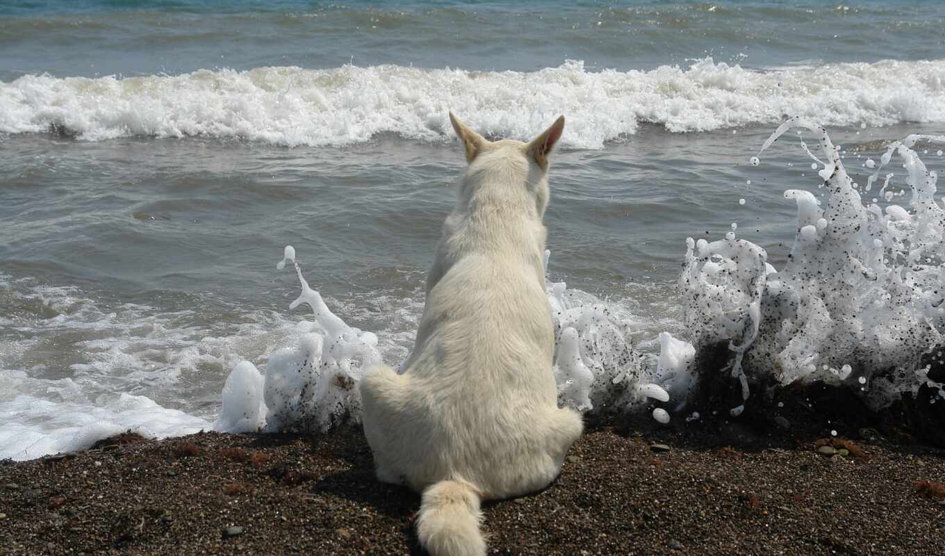 взгляд, white, кот, море, сзади, котенок, волк, волна, ложь