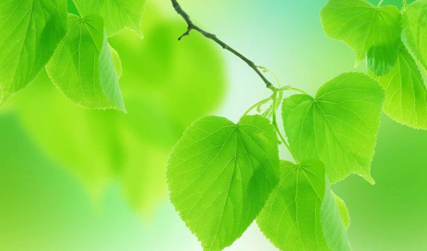природа, лист, зеленое, funart
