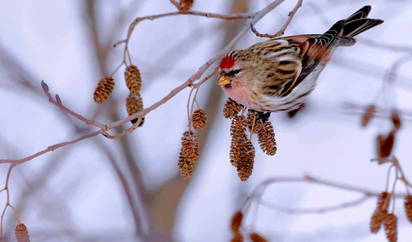 winter, bird, branch, animal, sit, sparrow, alder