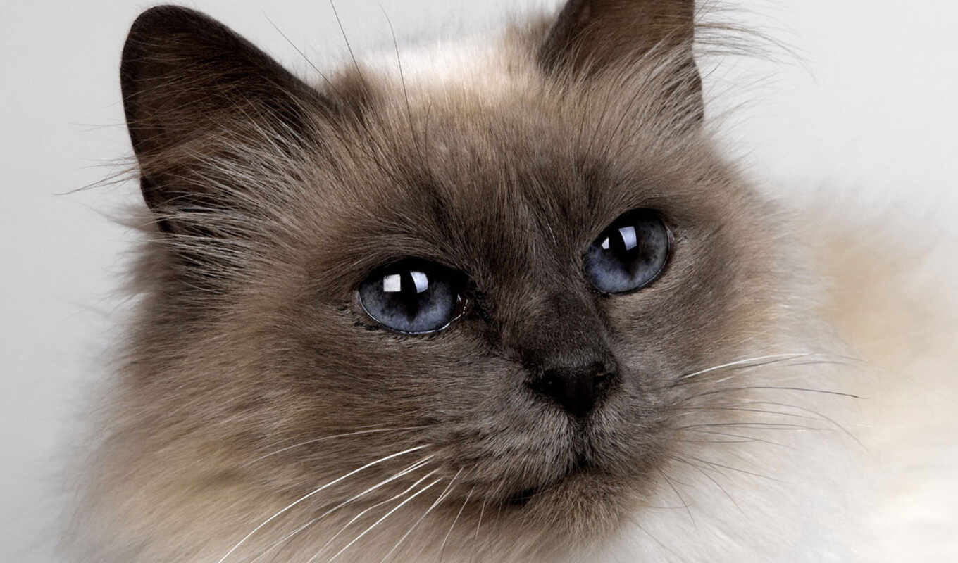 cat, siamese