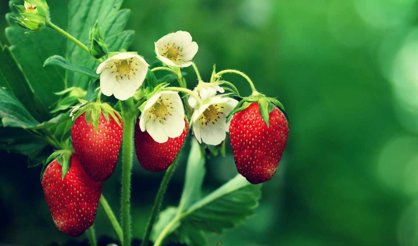 flowers, meal, red, fetus, plant, strawberry