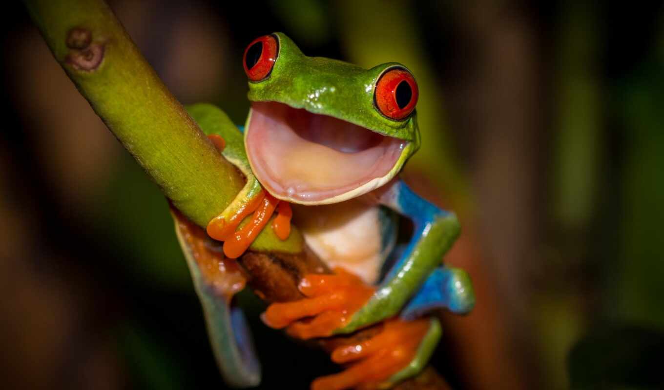 Red, cool, green, frog, stem, zhivotnye, frogs