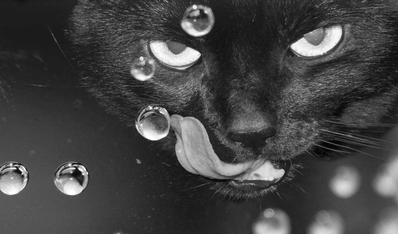 black, чёрно, белые, кот, но, глазами, голубыми, кошки, считаются