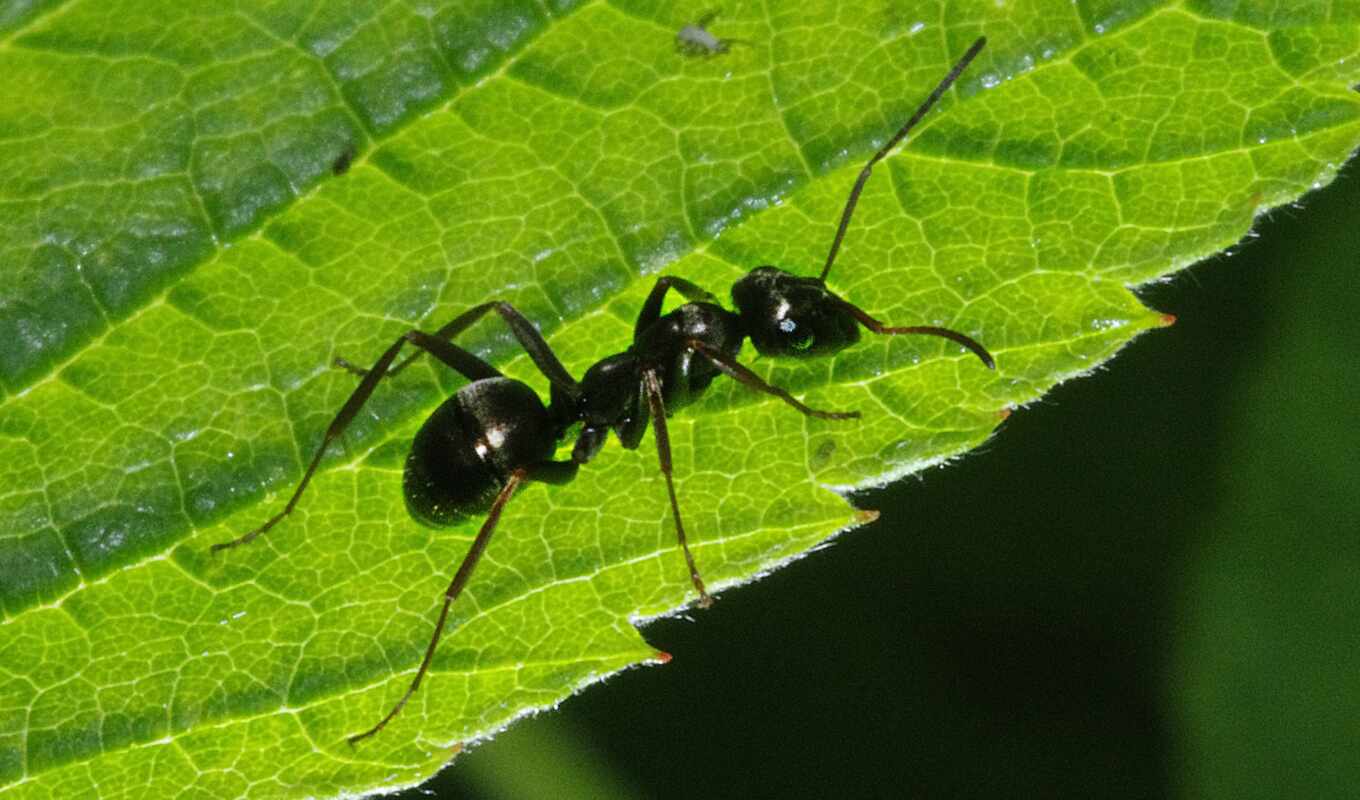 фото, black, макро, images, stock, leaf, yükle, ant