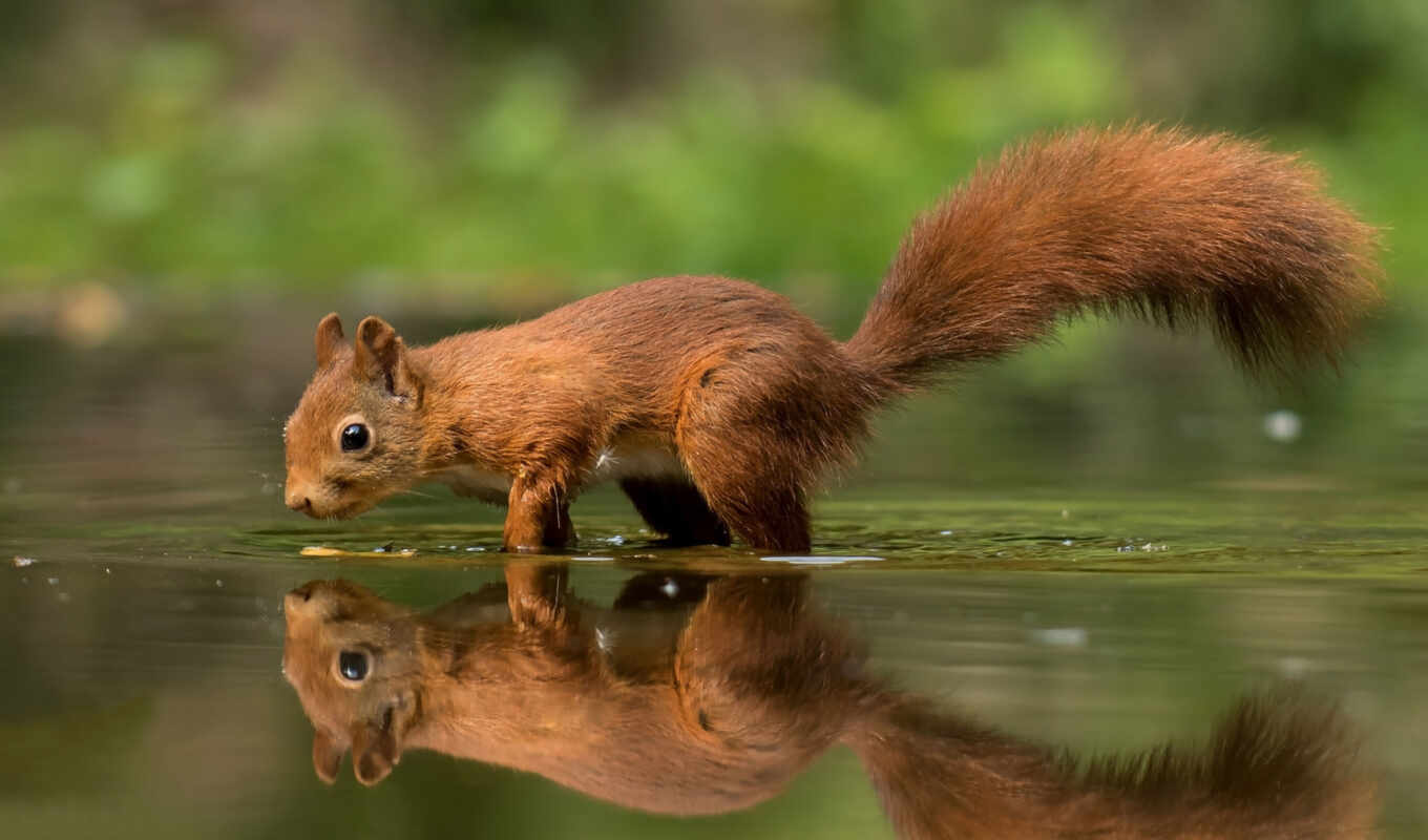 mobile, love, background, red, squirrels, animal, earth, device, sciurus, protein, teahub
