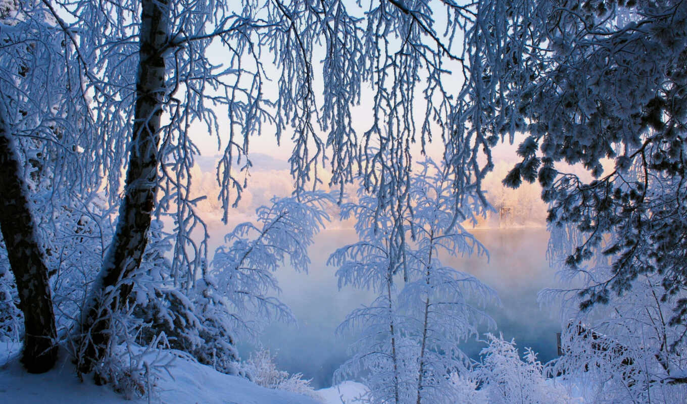 tree, frost, snow, winter, forest