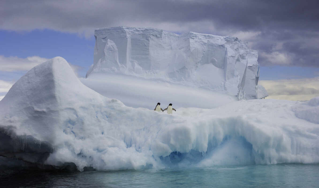 ice, water, air, sea, bear, animal, iceberg, a cap, penguin, arctic, polar