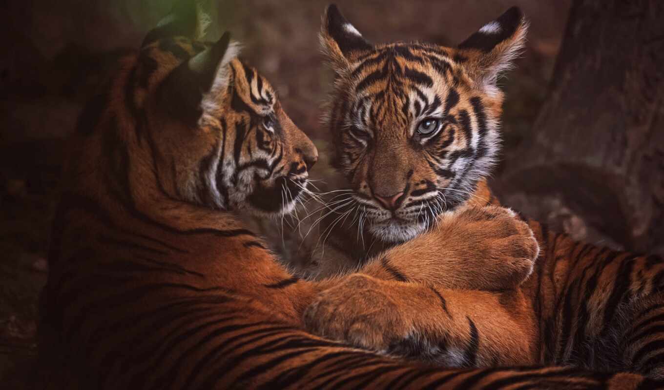 couple, tiger