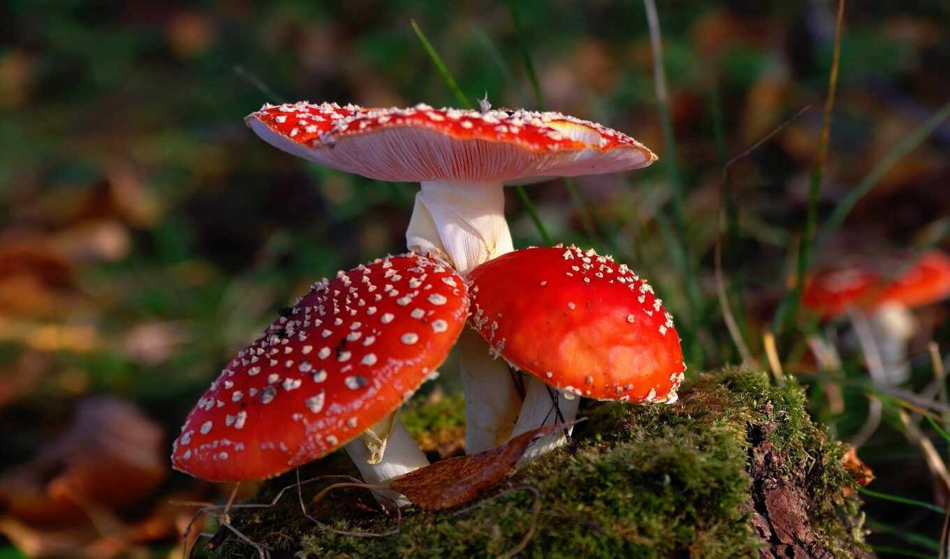 red, fly agaric