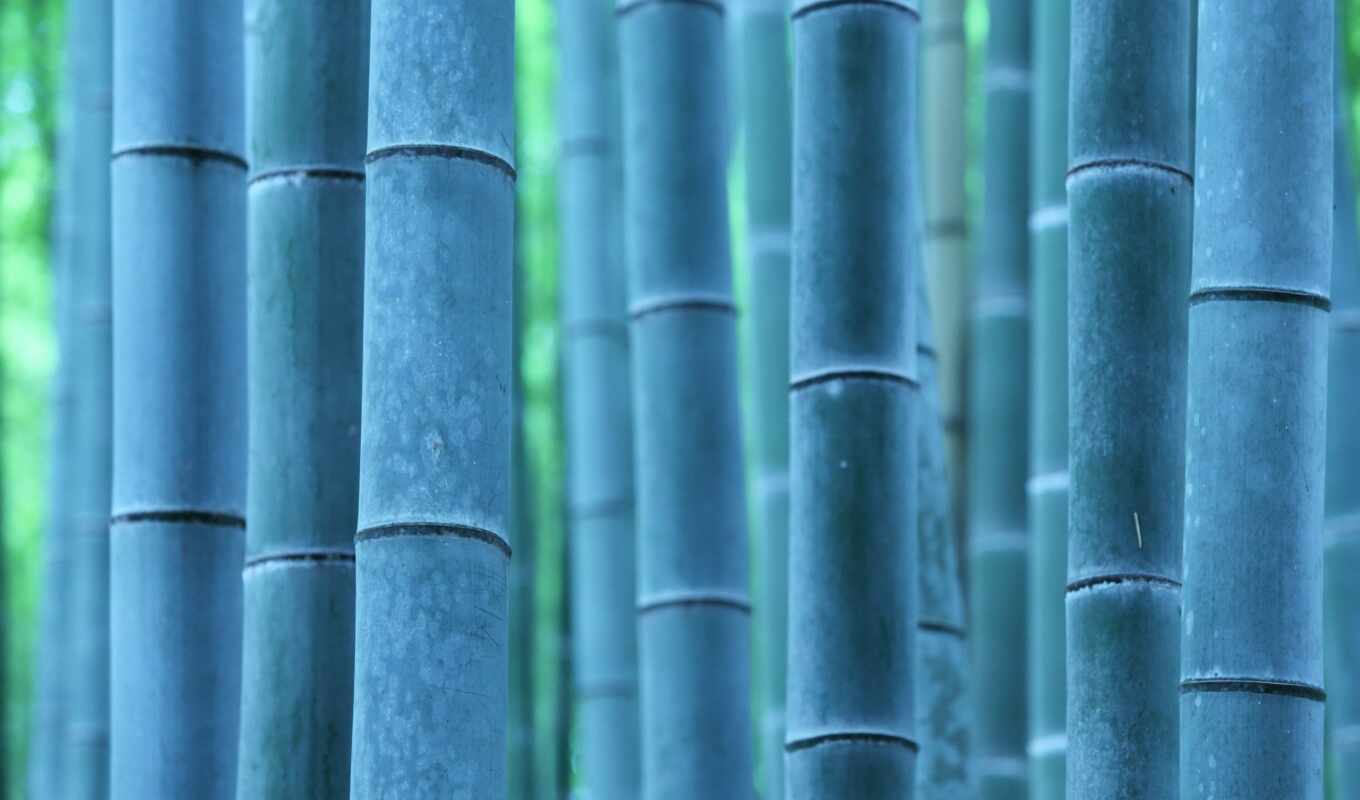 nature, bamboo