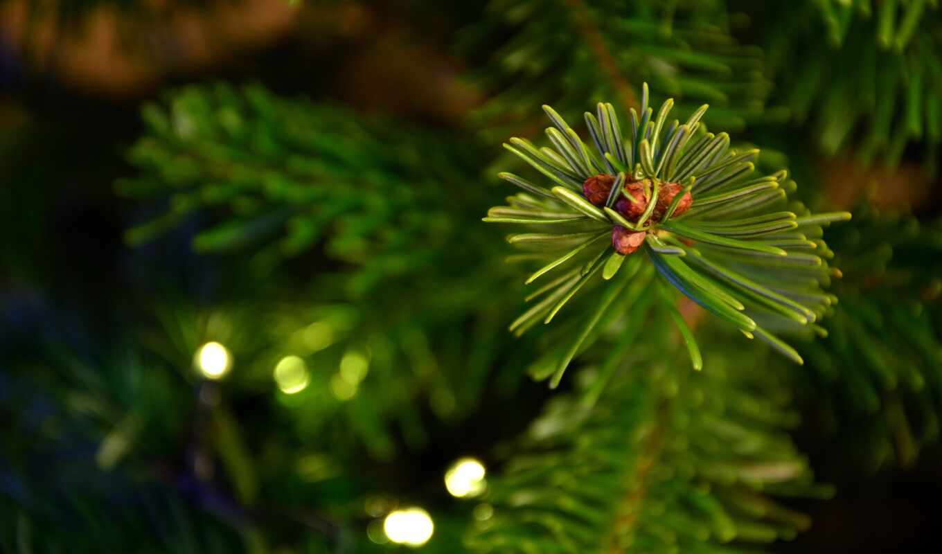 tree, for, news, alive, Christmas tree, nogent
