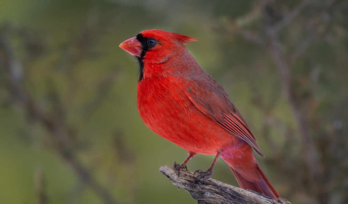 птица, animal, кардинал