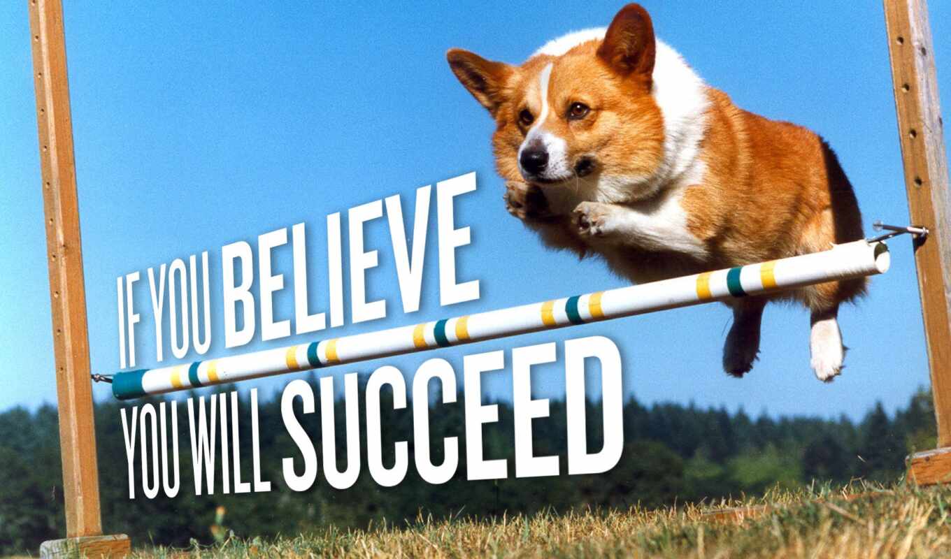 собака, прыжок, animal, success, motivational, welsh, corgi, pembroke