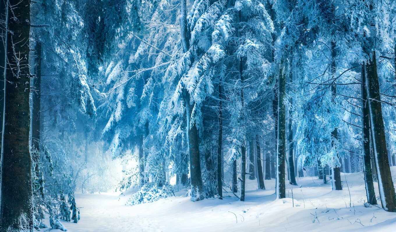 white, winter, лес, christmas, deviantart, robin, мечтать, атлантис, halioua