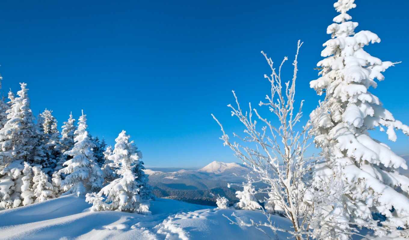 nature, snow, winter, trees, christmas trees, mountains