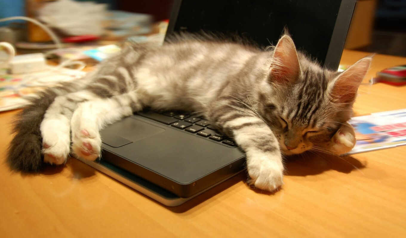ноутбук, кот, создать, кошки, meme, котоматрица, использования, способов, хозяйстве