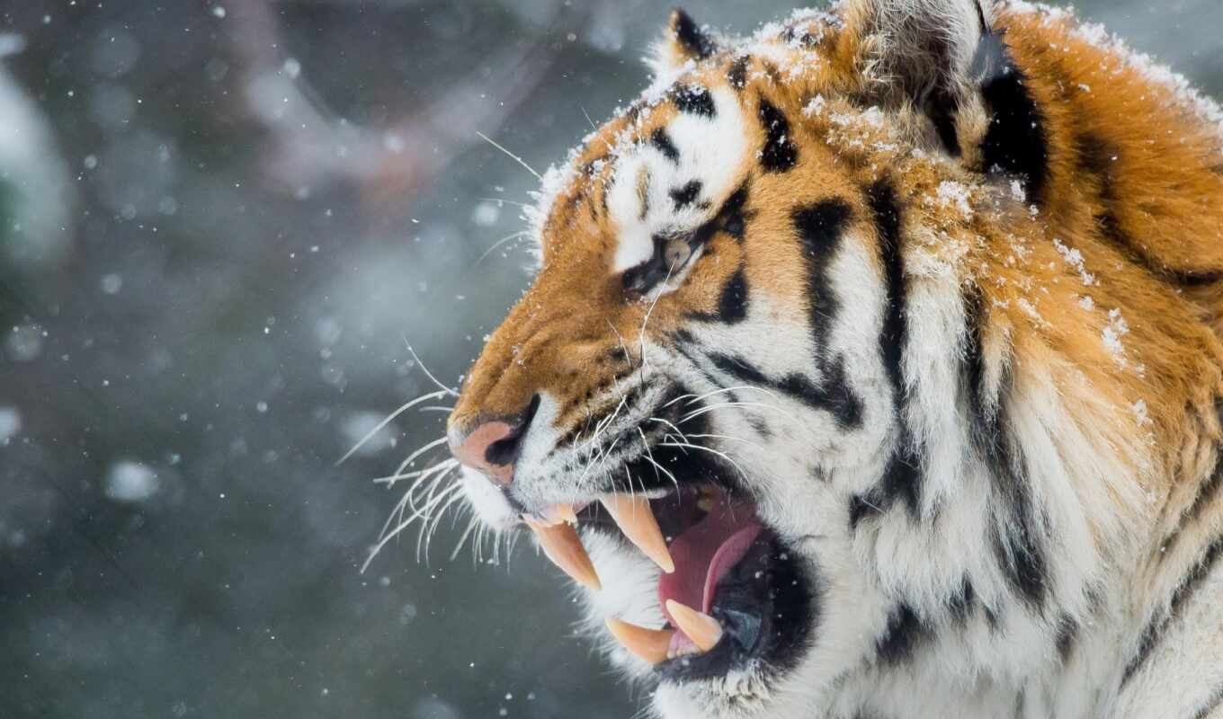 white, снег, winter, кот, хищник, тигр, морда, animal, ухмылка