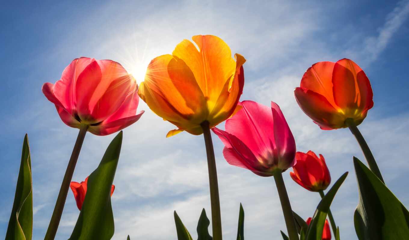 screen, sky, blue, colorful, spring, free, cloths, gullar, tulipane