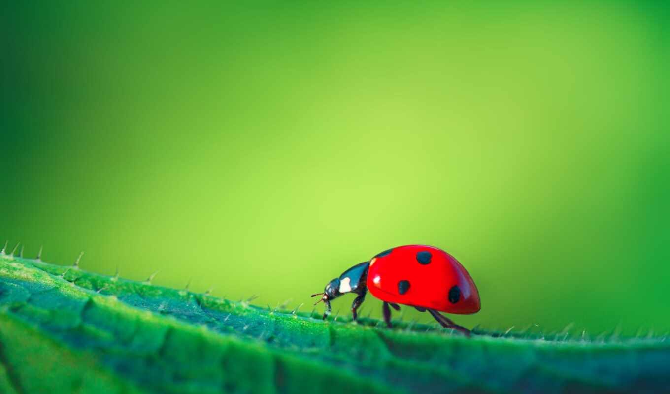 фото, best, ladybug, loaded, check, ton, royalty, istock, уж