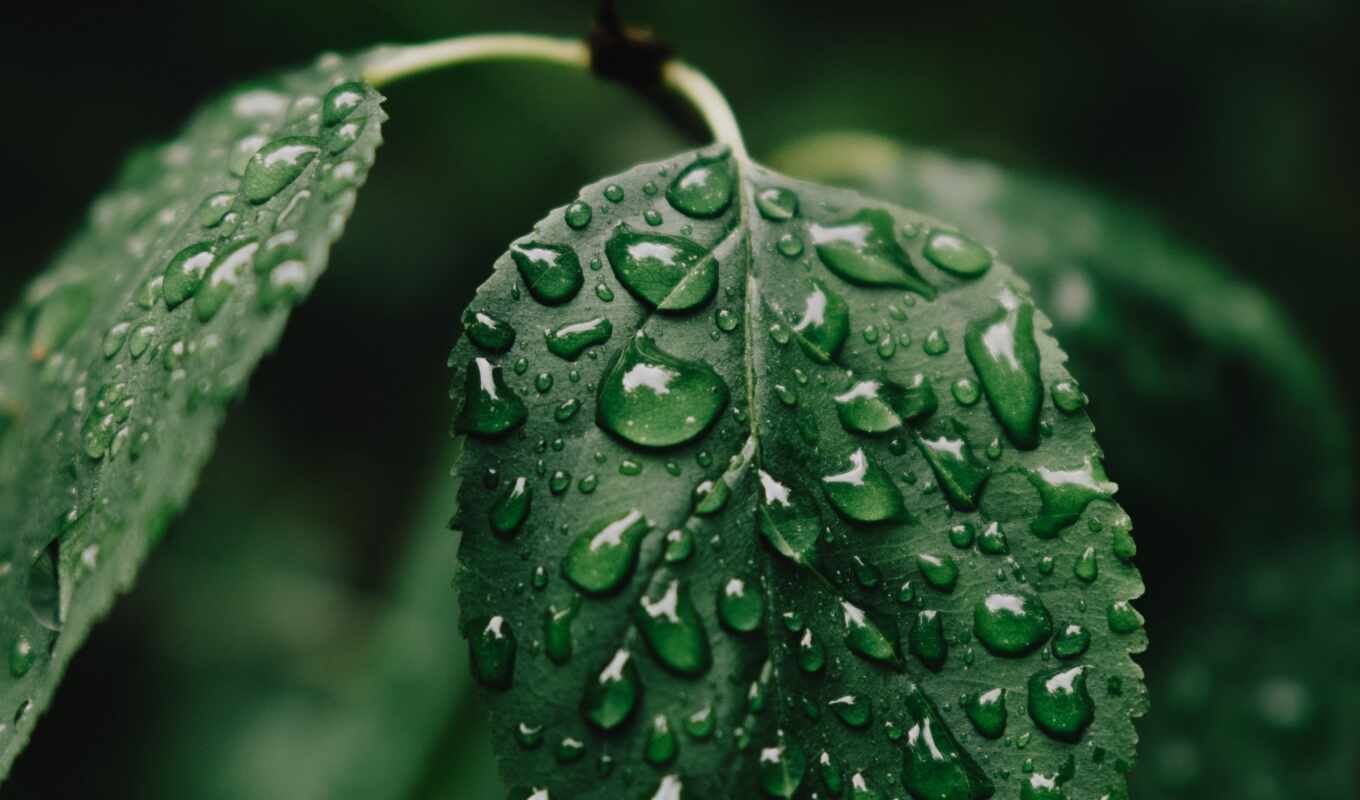 фото, drop, лист, зелёный, water, dark, растение, марк, wet, leaf, капелька