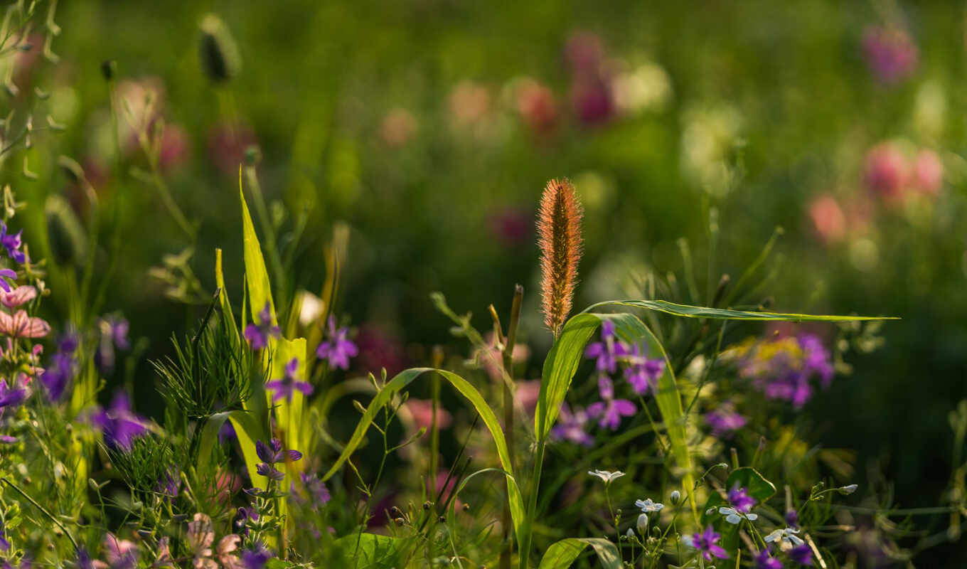 природа, цветы, трава, rock, поле, добавить, оригинал, твой, дорогой, пожаловаться