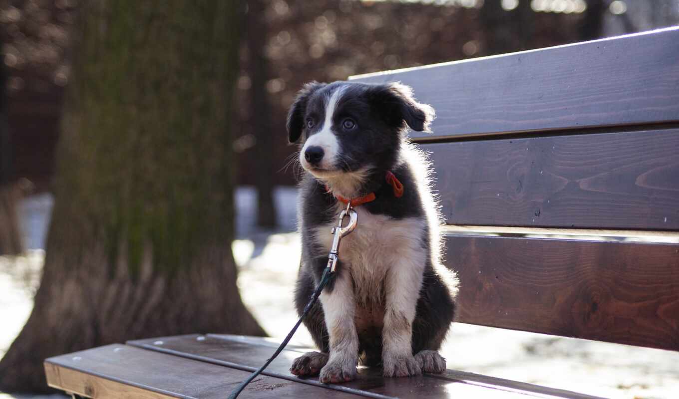 cute, dog, puppy, animal, baby, border, bench, collie, anje