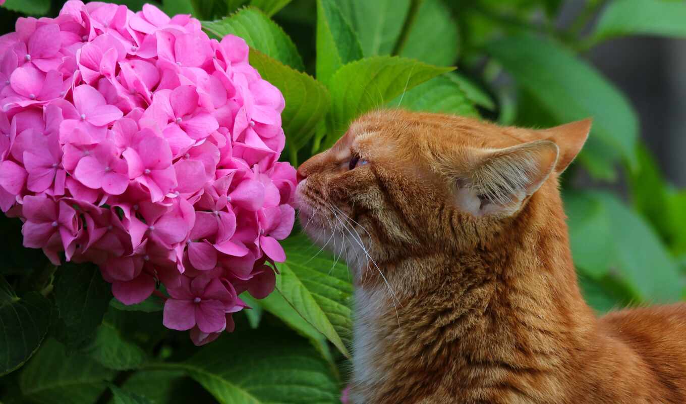 цветы, кот, animal, гортензия, oir