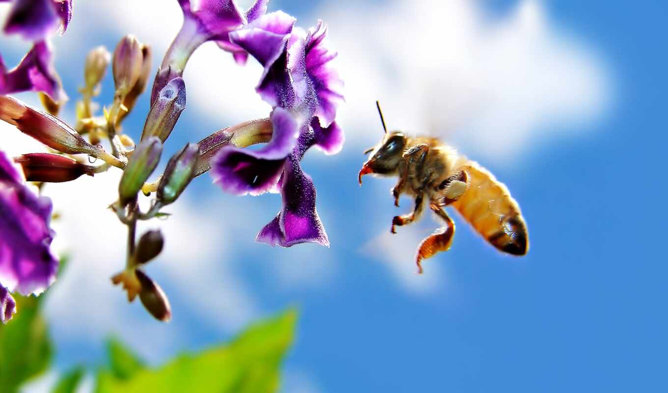 цветы, пчелка