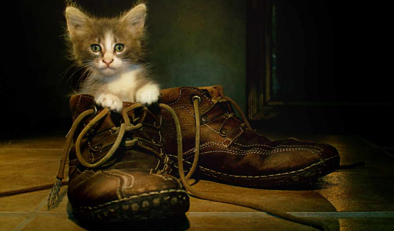 сидит, кот, кошки, котята, котенок, zhivotnye, стриптиз, орешки, ботинке, ботинки