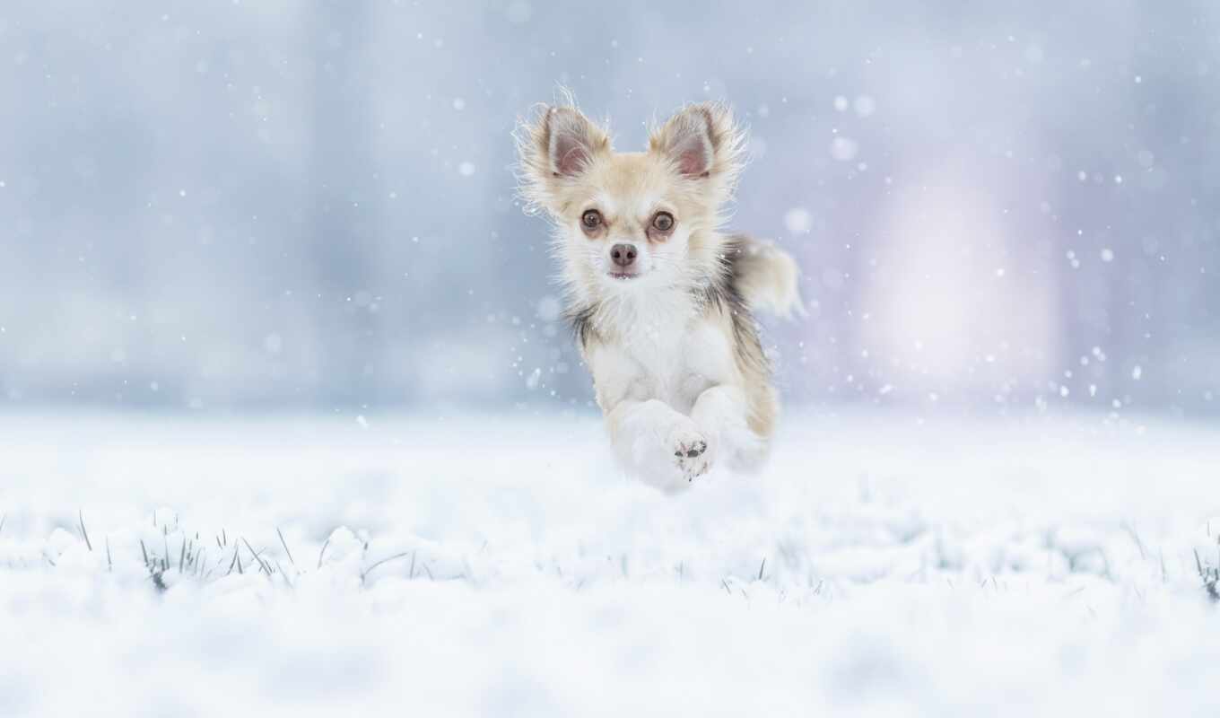 снег, winter, собака, тематика, прыжок, run, чихуахуа, бежать