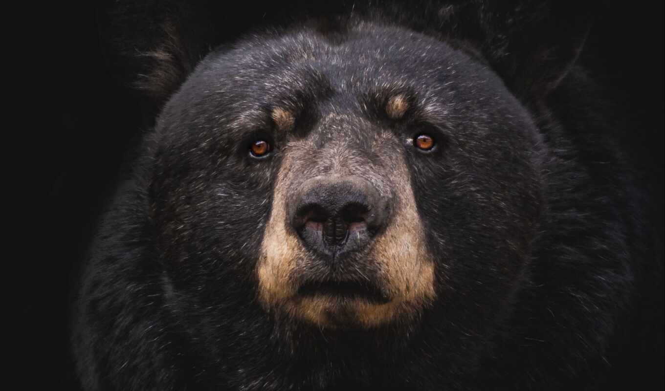 black, трава, хищник, медведь, animal