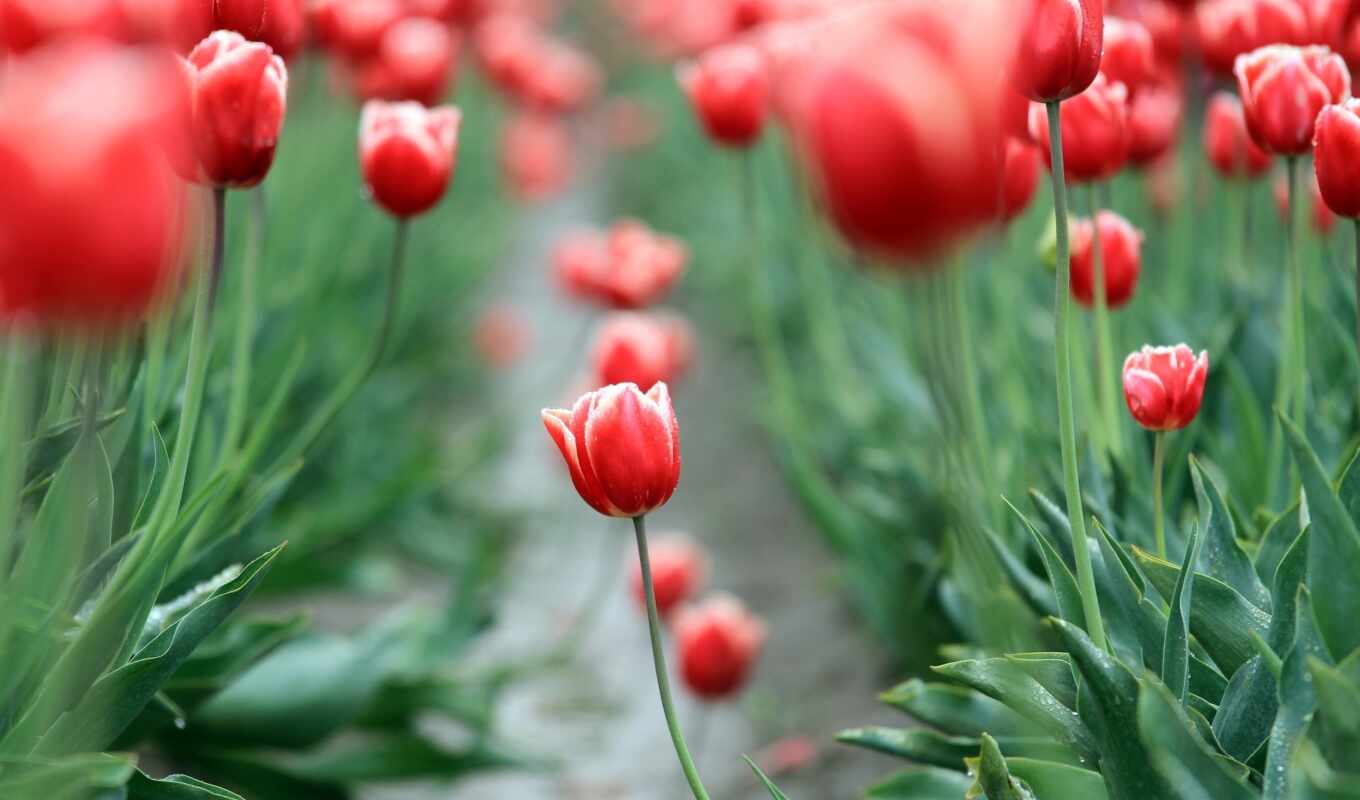 flowers, field, garden, tulip, leaf, ultimate, serve