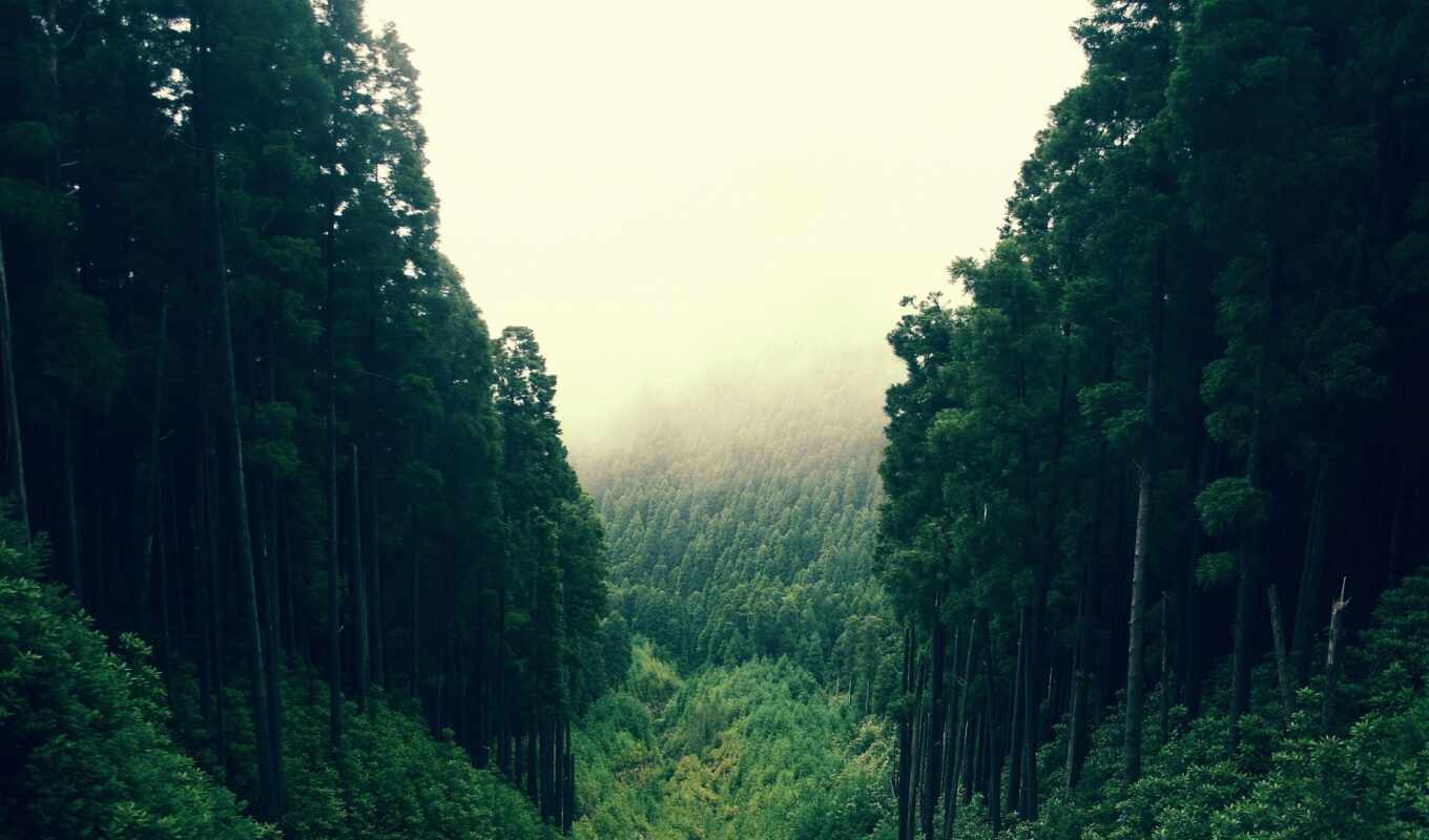 лес