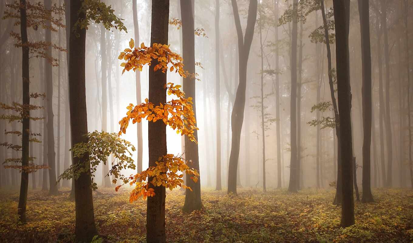 природа, art, стена, свет, лес, ноябрь, осень, duvar, foggy, fine, fore