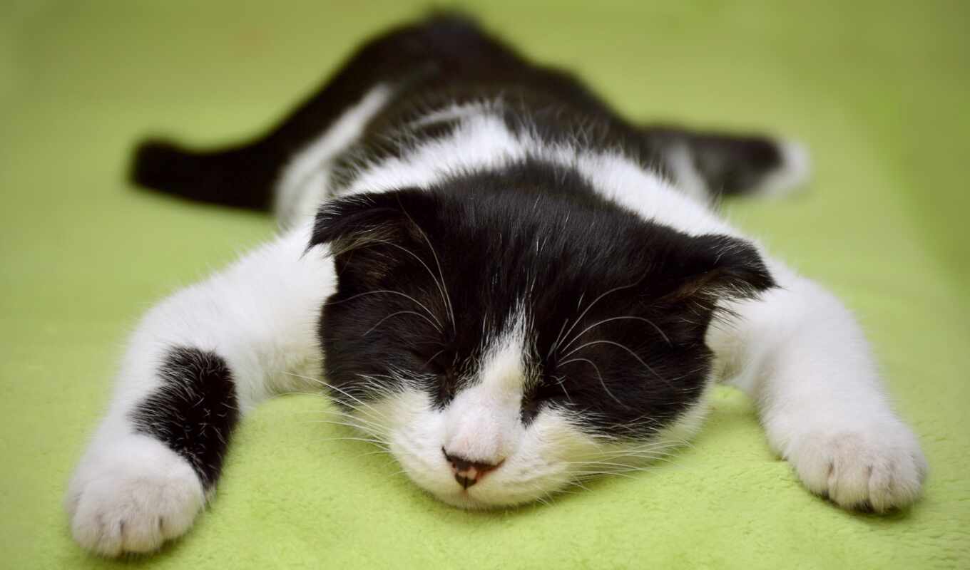 кот, коты, день, сон, психология, gato, ленивый, pixabay, verbetere
