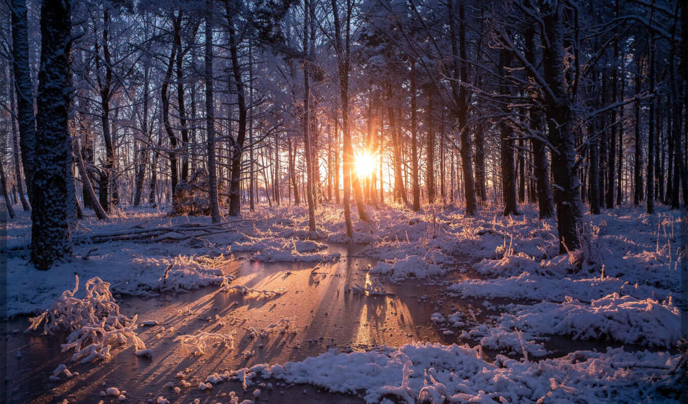 nature, mobile, sun, tree, sunset, snow, winter, forest, sweden, fore