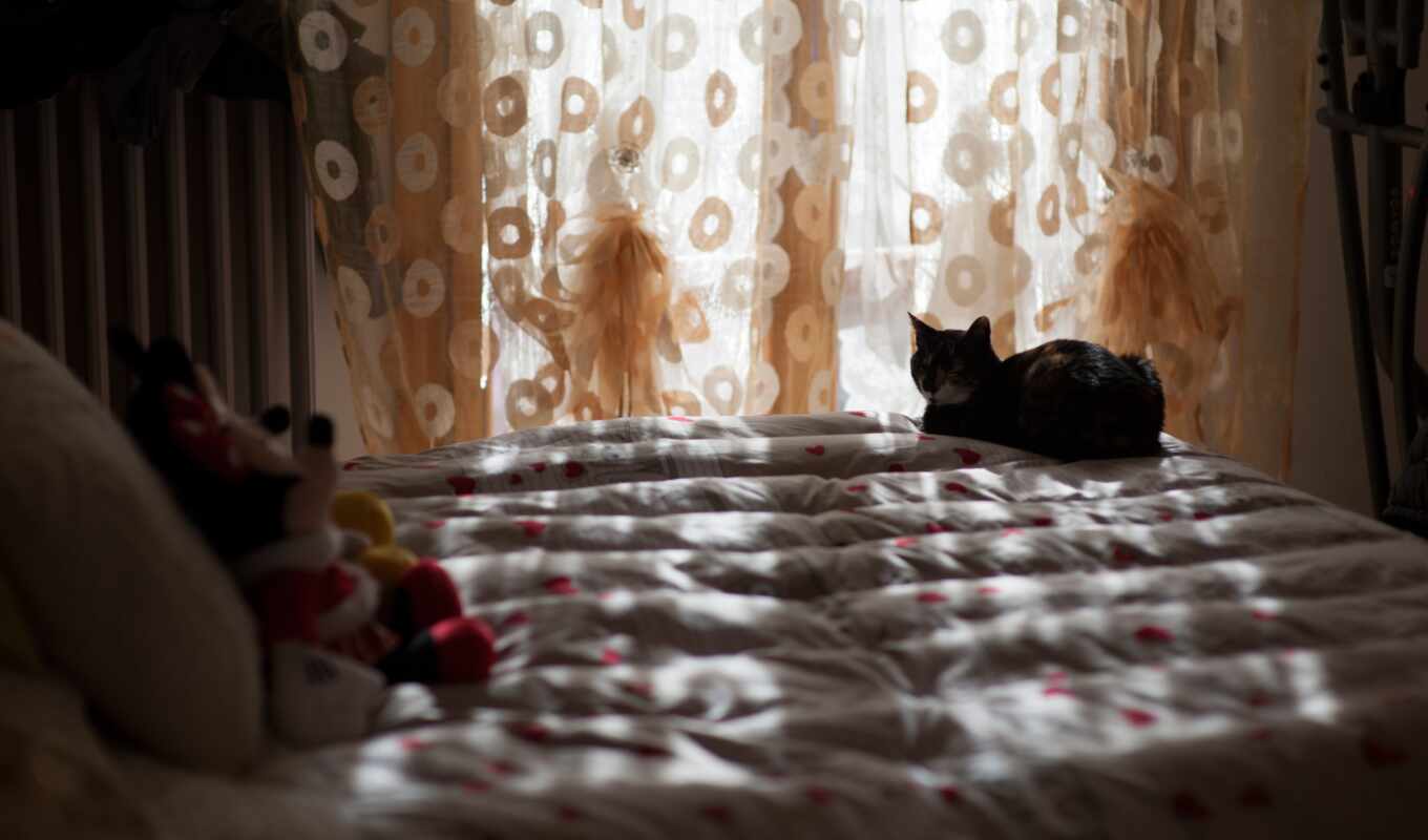 room, cat, toy