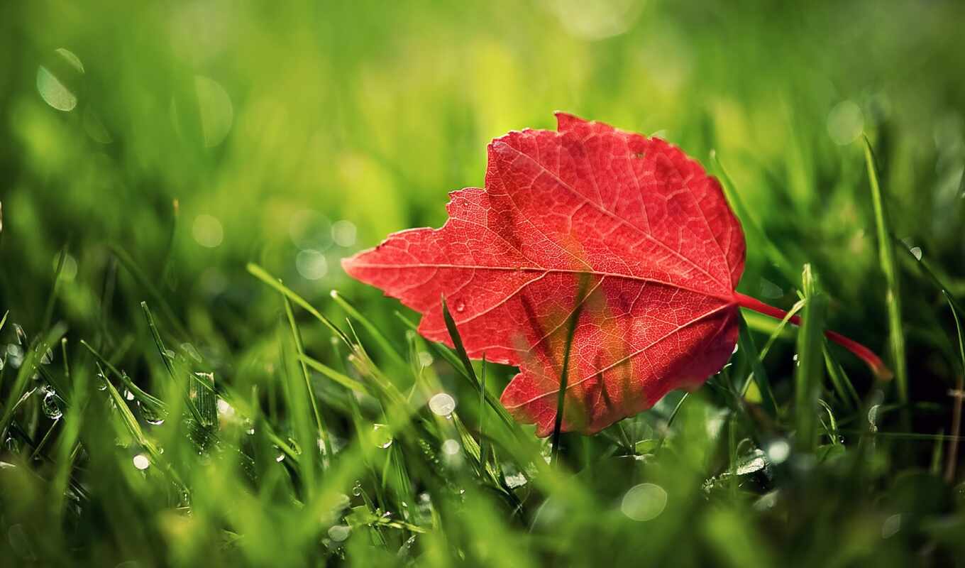природа, лист, фон, red, зелёный, трава, осень, растение, leaf